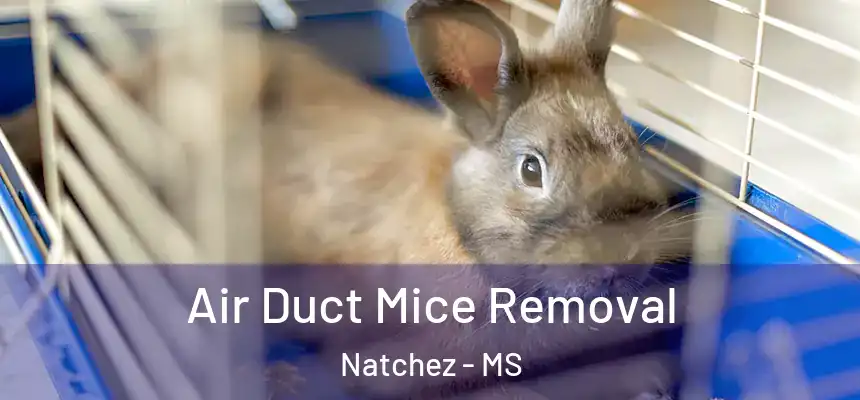  Air Duct Mice Removal Natchez - MS